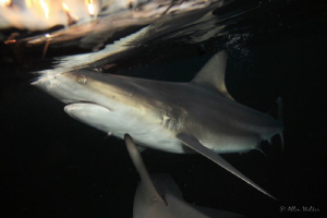 one of the shots taken on the last dive.....hope you like... by Allen Walker 